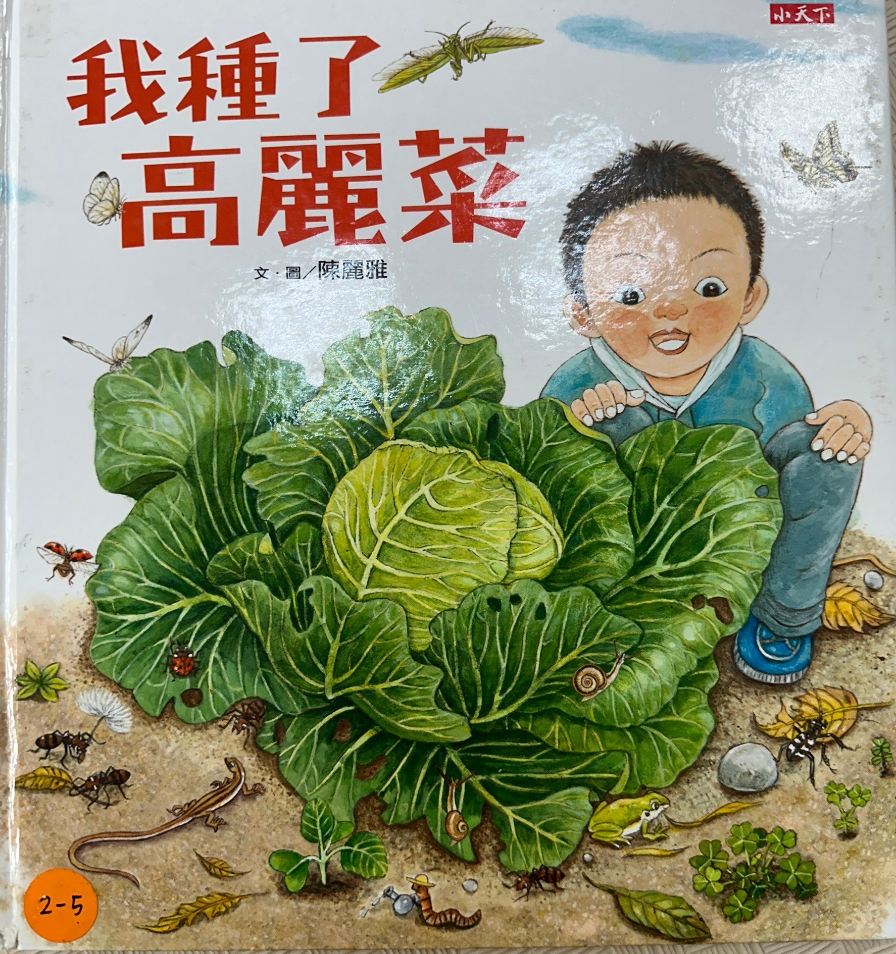 我種了高麗菜圖片